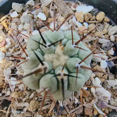 欧系实生绿皮金刺孤龙丸龙爪球，仙人球稀有沙生绿植一物一拍3/11