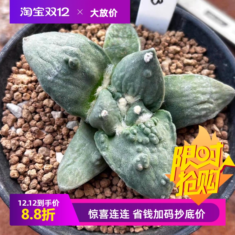 泰系实生怒涛/s143潮流仙人球稀有室内盆栽一物一拍多肉包邮9/10