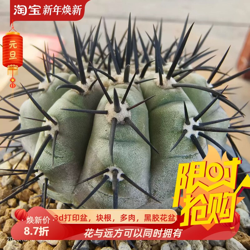 短粗刺黑王丸自根株龙爪球属仙人球潮流稀有多肉一拍包邮10/10