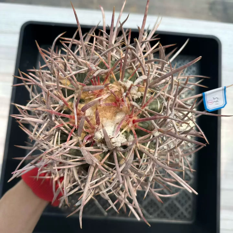 1.不含刺13.5cm 大龙冠仙人球潮流懒人沙生带盆发一物一拍5/30