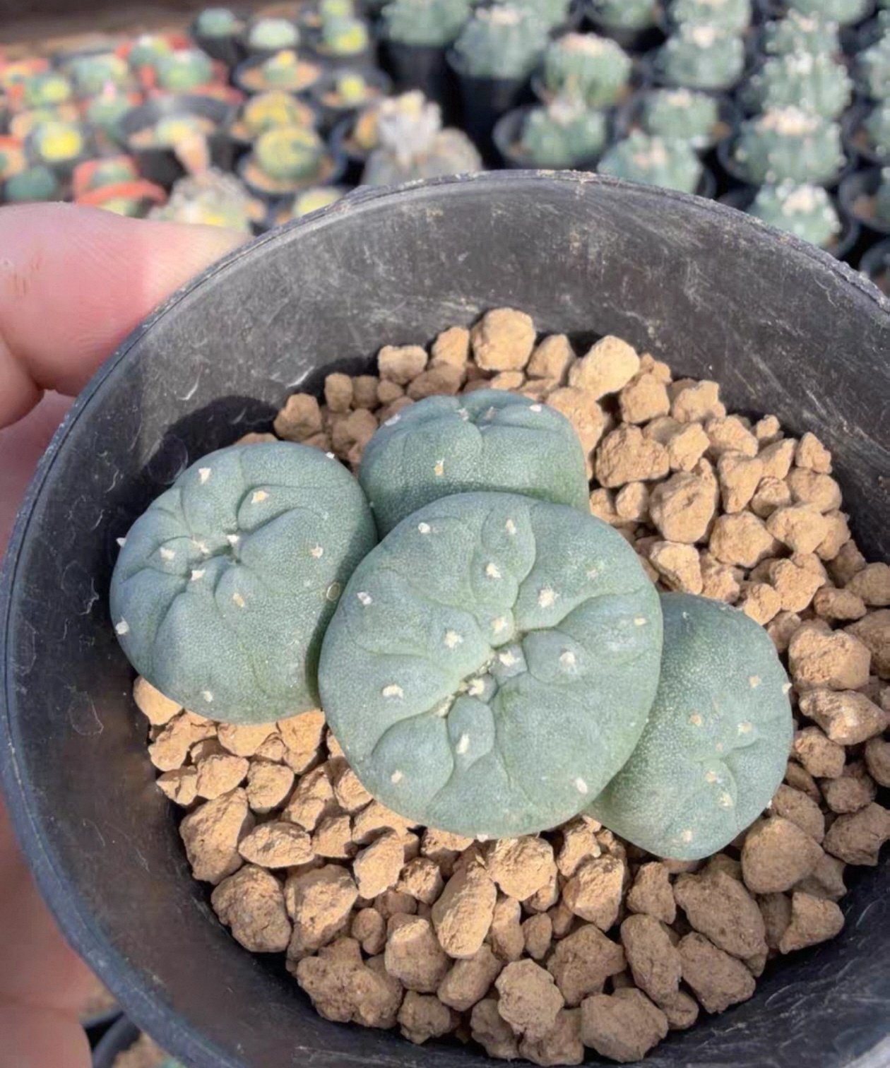 实生草球缀化无刺草球四头缀总宽5.2CM一物一拍多肉潮流稀有品8/4