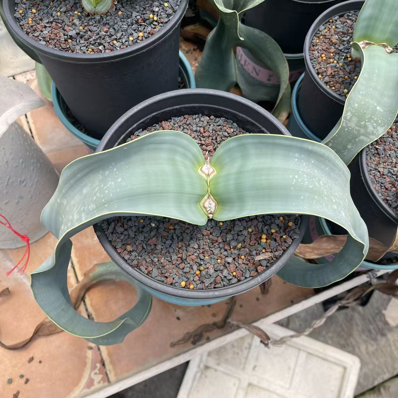 百岁兰千岁兰潮流懒人沙生块根植物一物一拍仙人球多肉包邮7/21