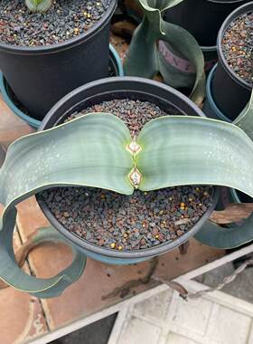 百岁兰千岁兰潮流懒人沙生块根植物一物一拍仙人球多肉包邮7/21