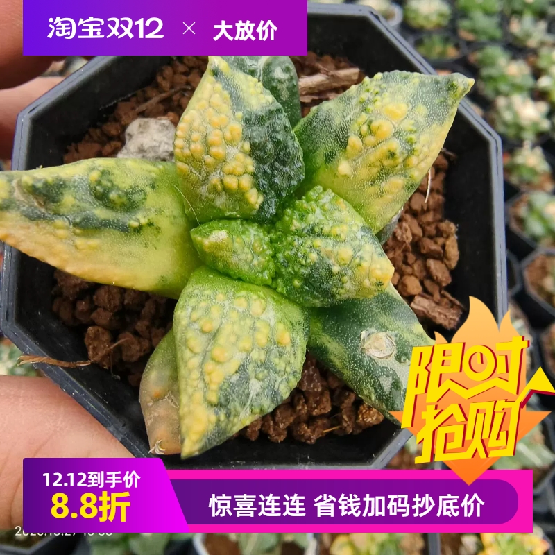 实生龟甲牡丹锦散斑稀有潮流仙人球内盆栽多肉一物一拍包邮10/27