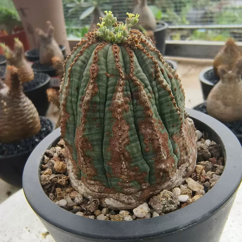 欧布布纹球自根发根服盆大戟科块根沙生桌面绿植多肉一物一拍6/29