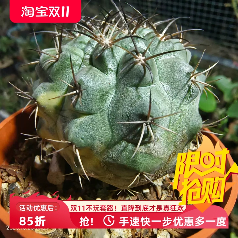 实生短刺栗星玉x黑王丸,漂亮的锦斑仙人球多肉一物一拍包邮10/25