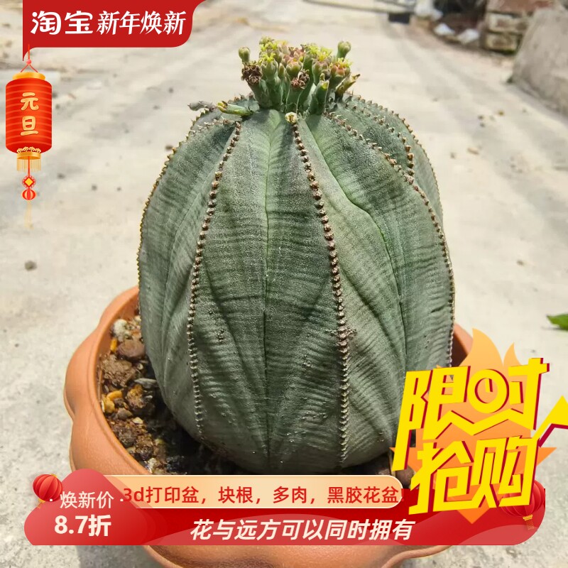 实生巨大布纹球。球体9.5cm 潮流大戟科块根植物一物一拍包邮7/6