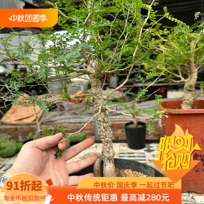 实生象足漆树，最大部位3.2+块根稀有品种多肉一物一拍包邮9/24
