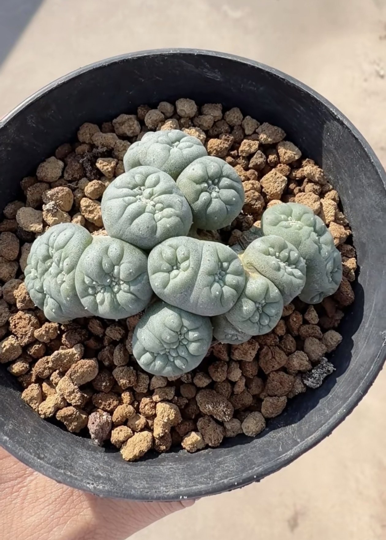 实生多头缀 7.5CM仙人球多肉植物植物潮流懒人一物一拍包邮10/21