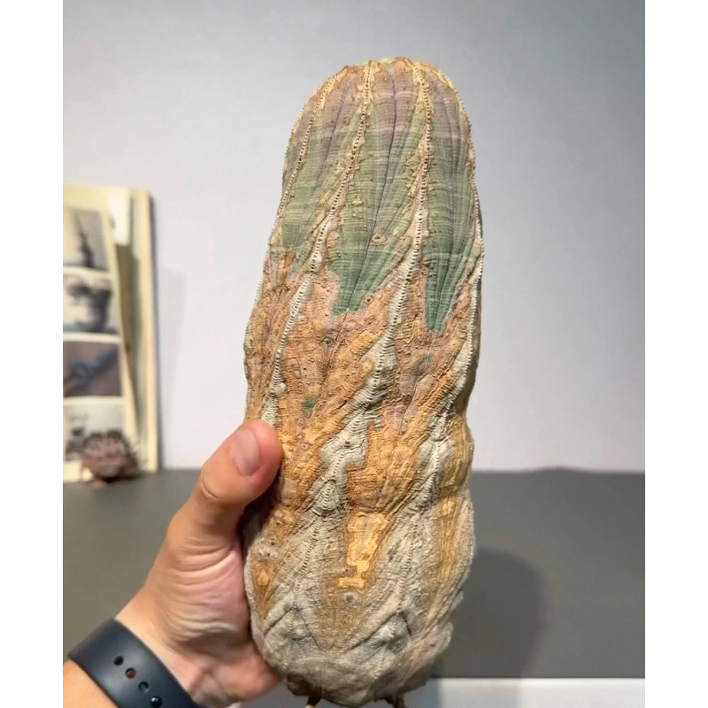 实生欧系布纹球老欧布大戟科宽9.1CM整株高24CM带盆发一物一拍6/7