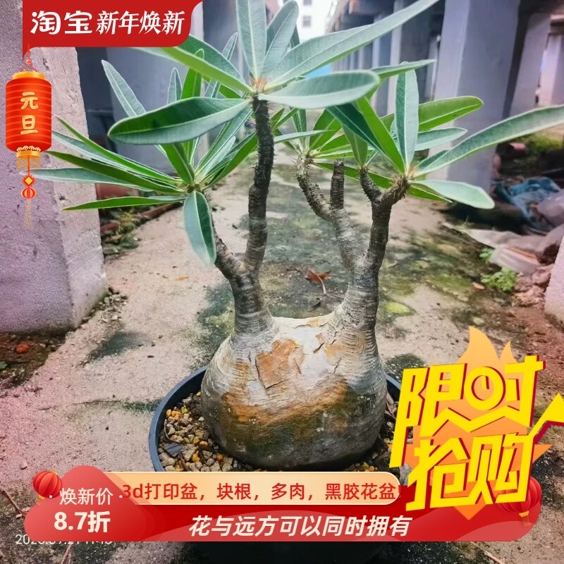 熟桩子象牙宫。红皮天线宝宝棒棰树块根稀有多肉一物一拍包邮9/21