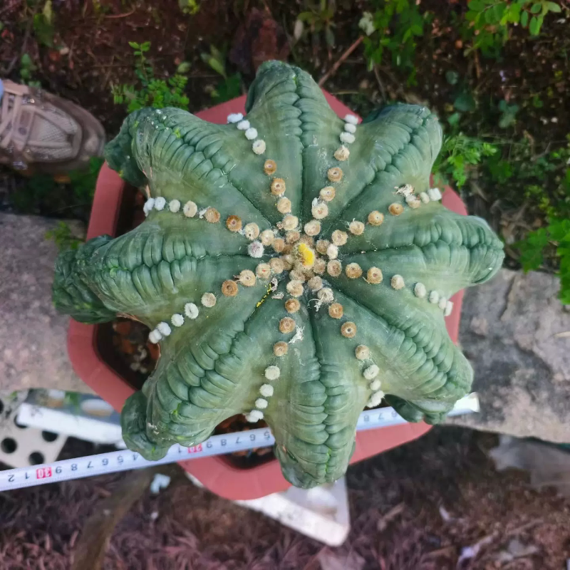 巨无霸指纹海星兜潮流落地老球星球属仙人球多肉一物一拍7/2