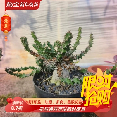 奇怪岛大戟大戟科块根植物潮流小众室内盆栽包邮择优发1/5