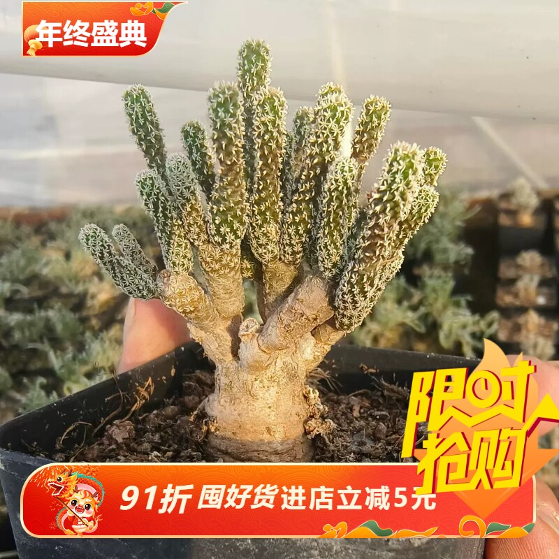 迷你牧师仙人球老桩子一物一拍稀有品种萝卜根潮流多肉包邮12/10