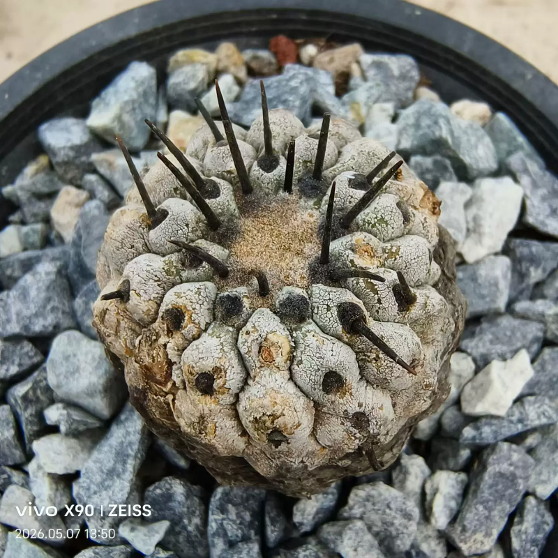 老家黑王丸,养定龙爪球属潮流仙人球稀有多肉带盆发一物一拍5/8
