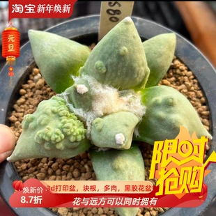 泰系实生怒涛/s80潮流岩牡丹属仙人球一物一拍稀有多肉包邮9/5