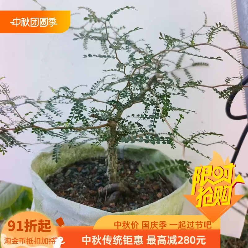 实生满瘤象足漆树潮流块根懒人室内盆栽多肉一物一拍包邮9/17