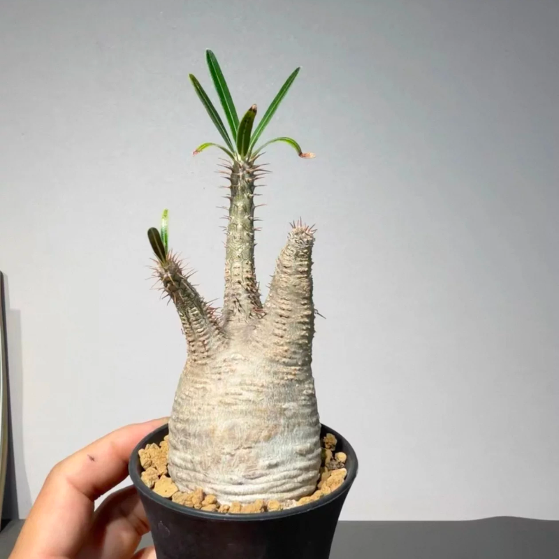 象牙宫潮流块根横纹灰白5.4CM绿植新奇多肉带盆发一物一拍4/26