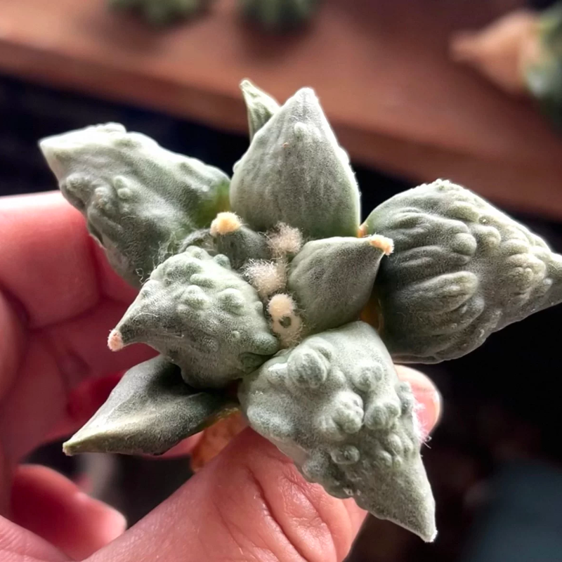 实生丸疣怒/51岩牡丹属仙人球植物懒人室内盆栽一物一拍多肉4/10