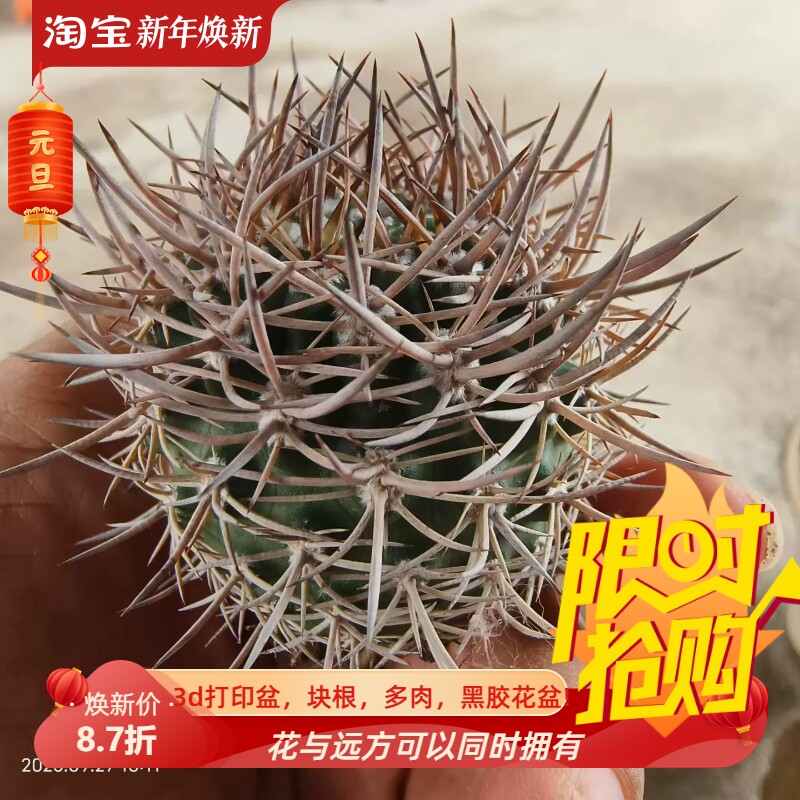 不含刺5cm逆豹丸龙爪球潮流懒人沙生仙人球多肉一物一拍包邮9/28