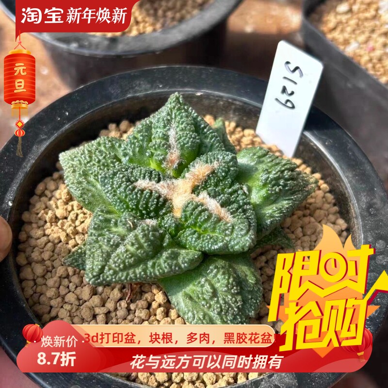泰系实生大疣龟加/s129潮流岩牡丹属仙人球一物一拍多肉包邮9/7