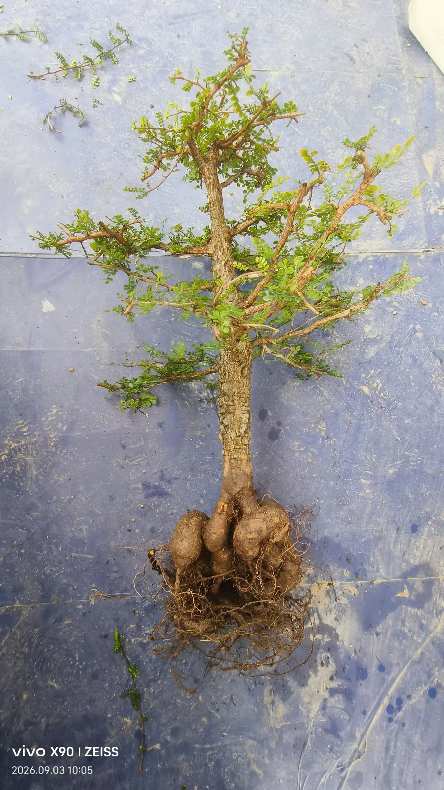 满瘤实生列加漆树生桩块根植物潮流多肉一物一拍包邮9/4