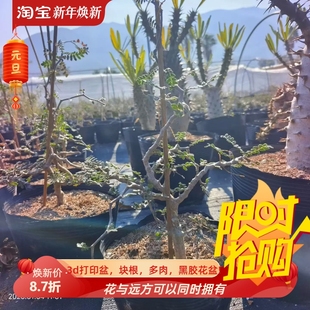 实生滔天橄榄，年底福利款块根绿植潮流沙生小众一物一拍多肉1/5