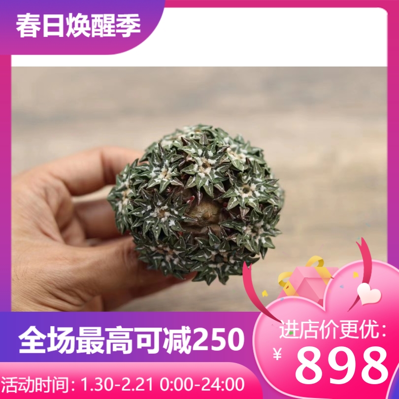 黑牡丹11个头草根6.8cm。hk217岩牡丹属仙人球多肉一物一拍12/20