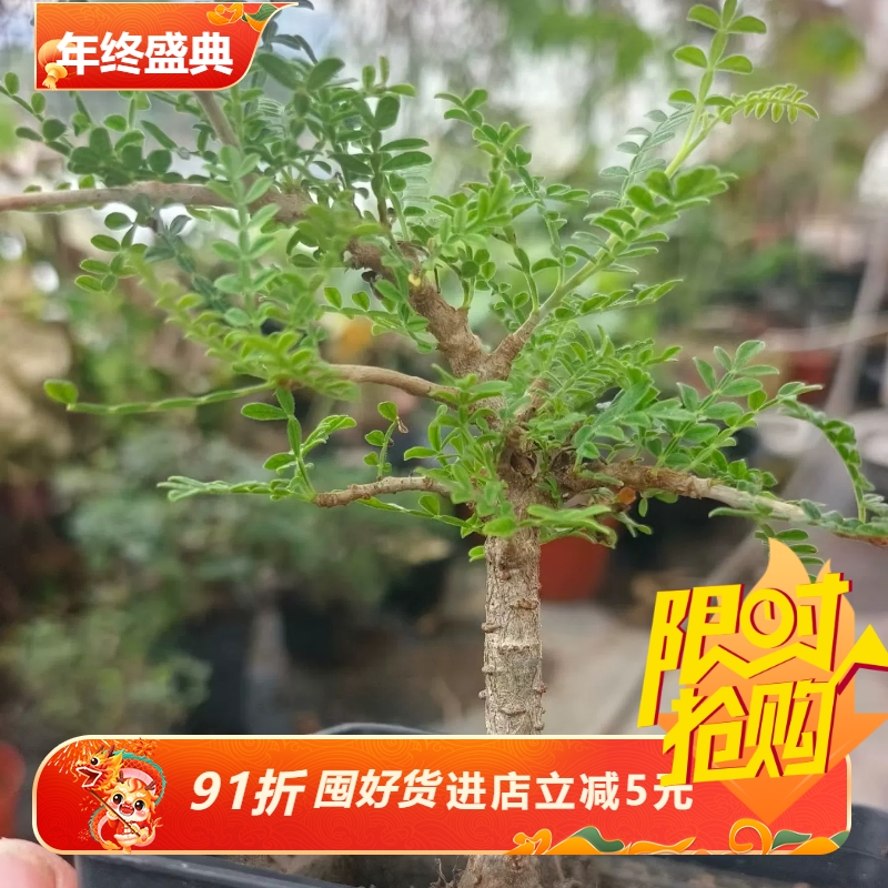 实组织冠漆树，粗杆子。爆瘤株块根超值价多肉一物一拍包邮10/27