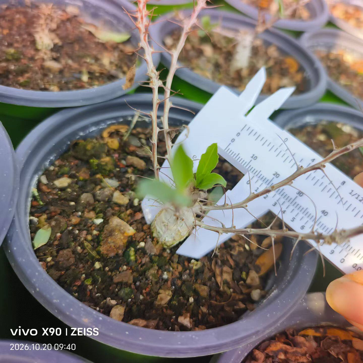 实生观峰玉潮流桌面块根植物稀有品种懒人一物一拍包邮10/21