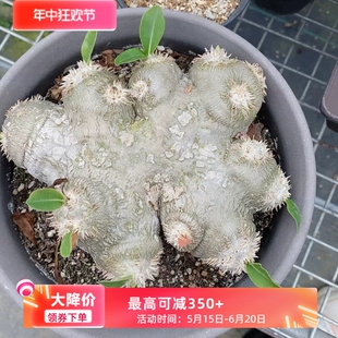 原地惠比须笑养定株15.5CM棒槌树属块根植物一物一拍多肉植物3