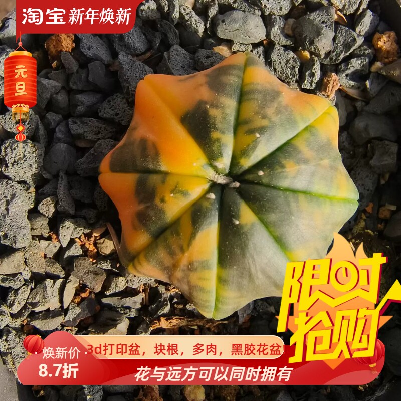 实生海星兜锦指纹海星兜星球属仙人球一物一拍室内盆栽包邮11/29