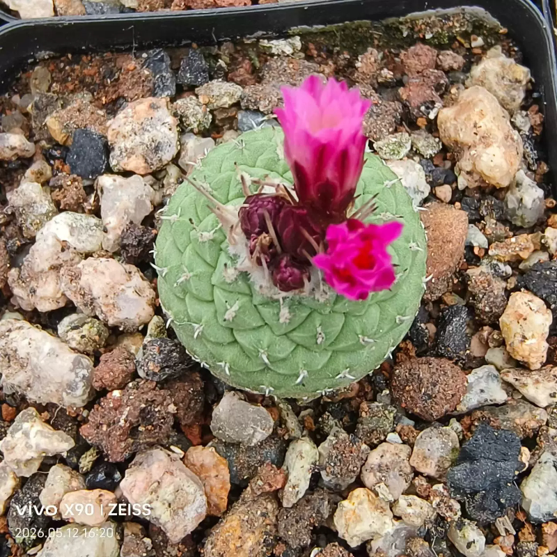 实生赤花菊水菊水属仙人球桌面稀有多肉带盆发一物一拍5/12