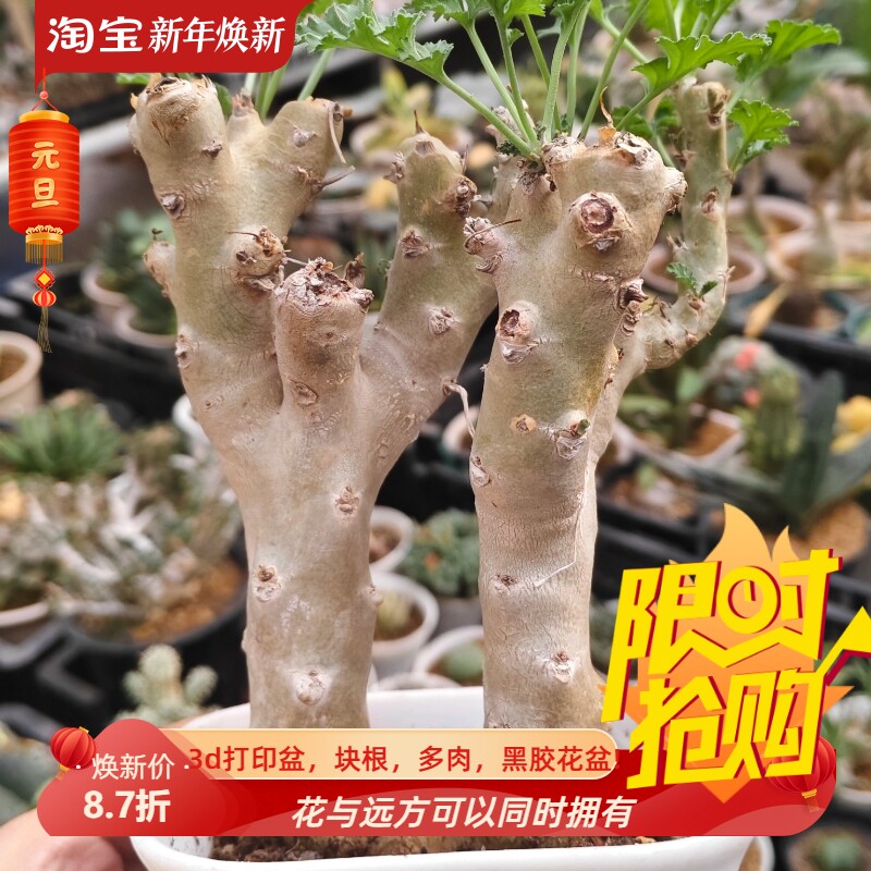 白皮香水橄榄潮流懒人块根不含盆一物一拍室内盆栽潮流多肉10/14