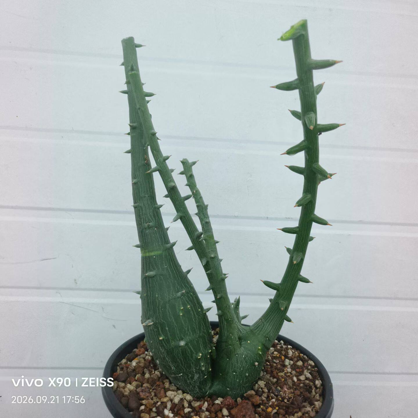 肚子7-8cm实生球腺蔓，肚子肥圆。沙生懒人绿植一物一拍包邮9/23
