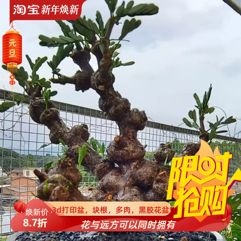 巨瘤沙漠苏木晚上叶子能闭合的神奇块根植物一物一拍包邮7/4