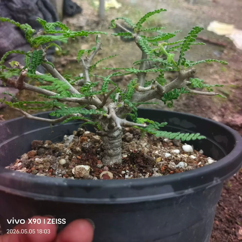 块根接近3cm织冠漆树控养造型株稀有懒人多肉带盆发一物一拍5/6