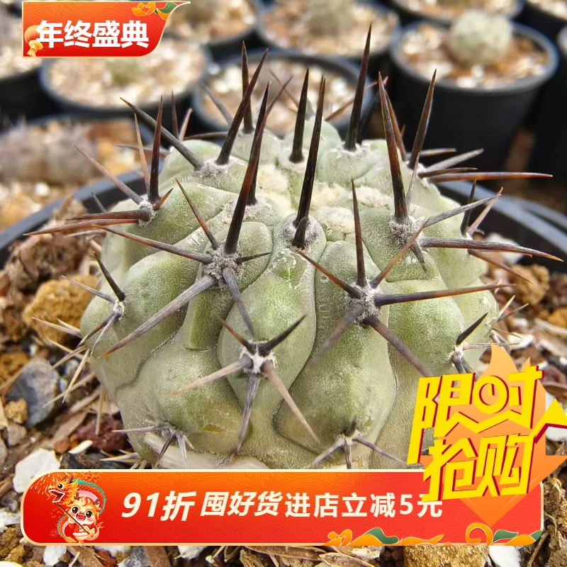 欧实生厚蜡质粗黑刺黑王丸龙爪球属仙人球桌面一物一拍多肉11/20