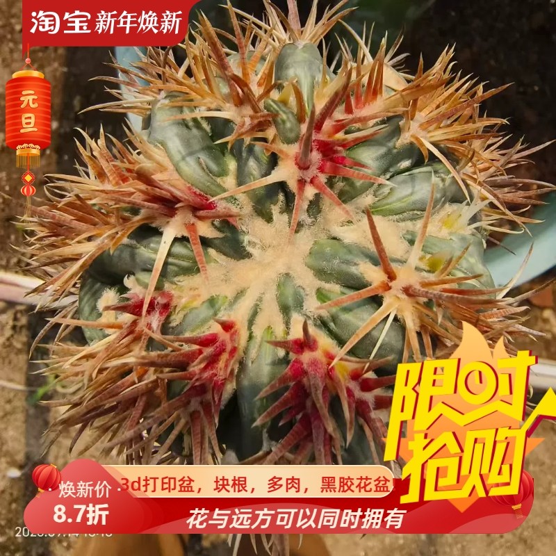 不含刺9cm凌波刺缀嫁接潮流懒人仙人球多肉一物一拍多肉包邮9/14