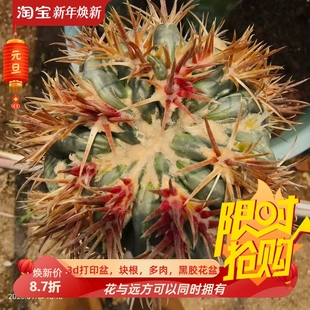 不含刺9cm凌波刺缀嫁接潮流懒人仙人球多肉一物一拍多肉包邮9/14