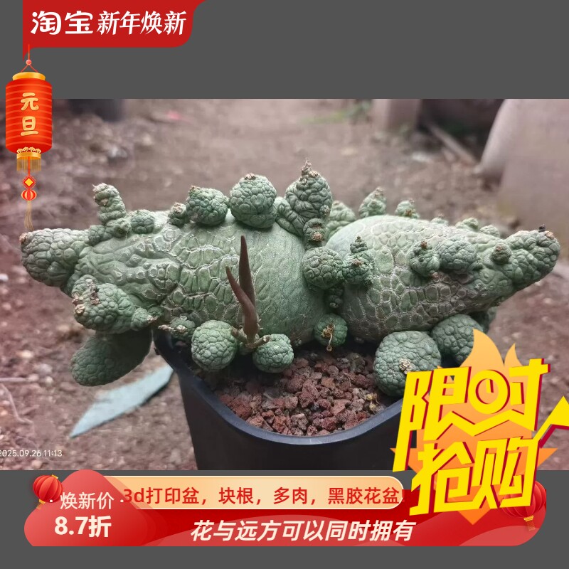 水牛角双头哥斯拉四方凝蹄玉块根室内盆栽多肉一物一拍包邮9/27