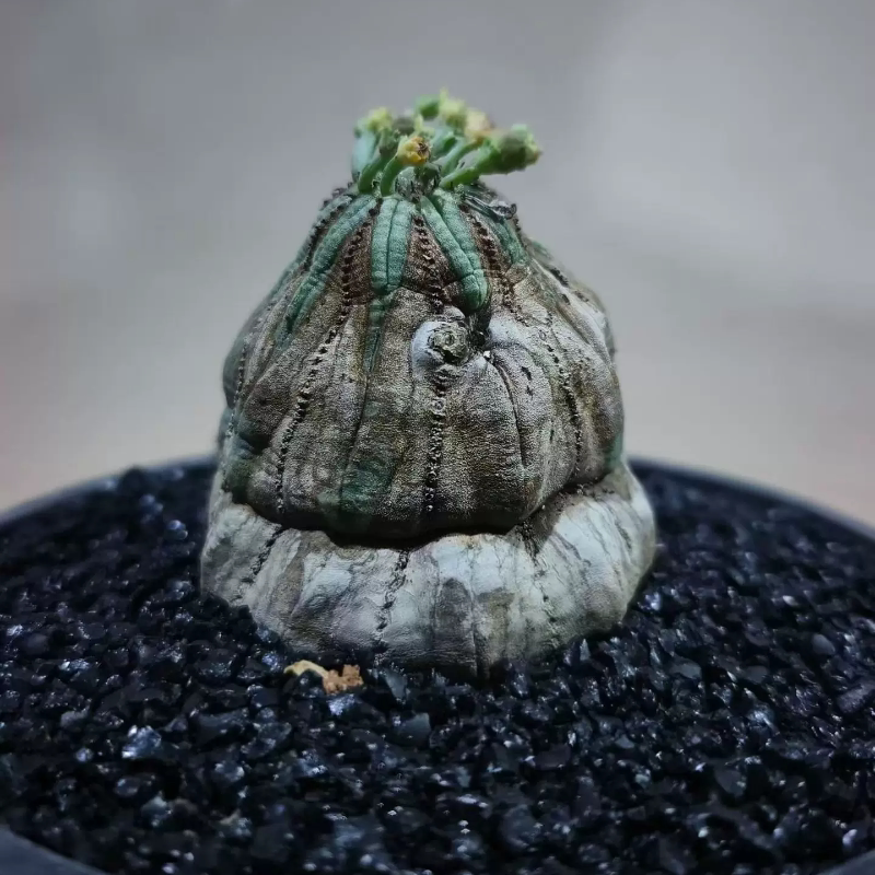 颜值超高欧系布纹球大戟科潮流块根植物一物一拍沙生多肉包邮8/1