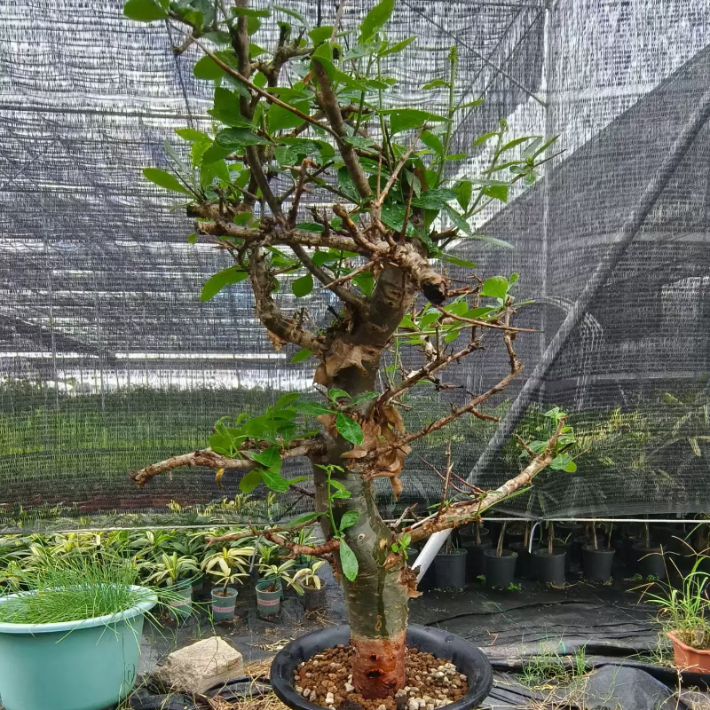 哈比西尼橄榄橄榄科 潮流懒人块根植物3.1CM多肉一物一拍7/17