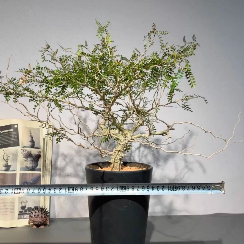 实生象足漆树，块根妖娆风吹式造型矮霸株3.2CM一物一拍多肉4/11