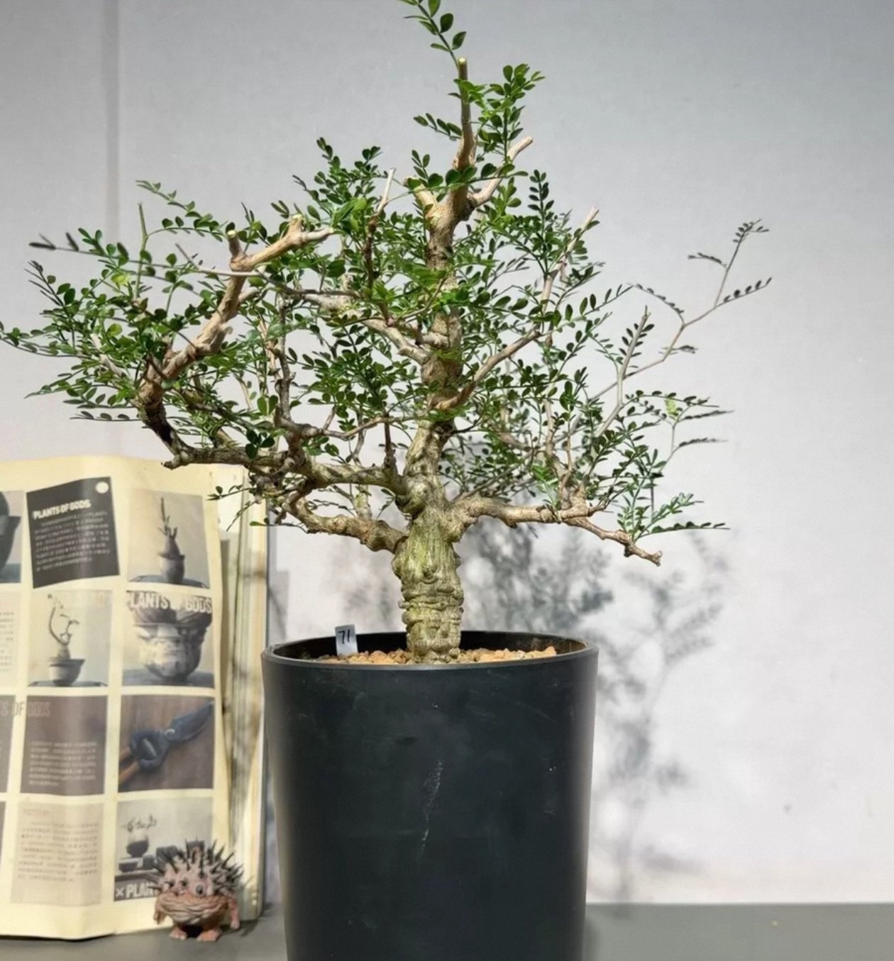 71号 实生象足漆树,块根植物,3.2C室内盆栽多肉一物一拍7/13