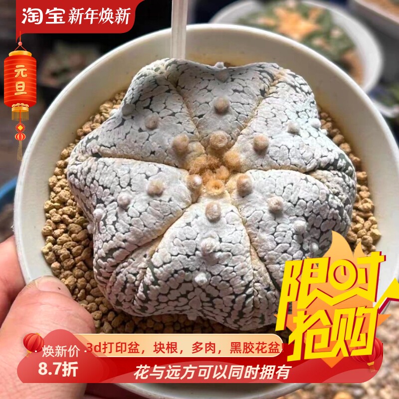 泰系实生海星体浓白v兜超兜/s701仙人球室内盆栽多肉一物一拍8/16