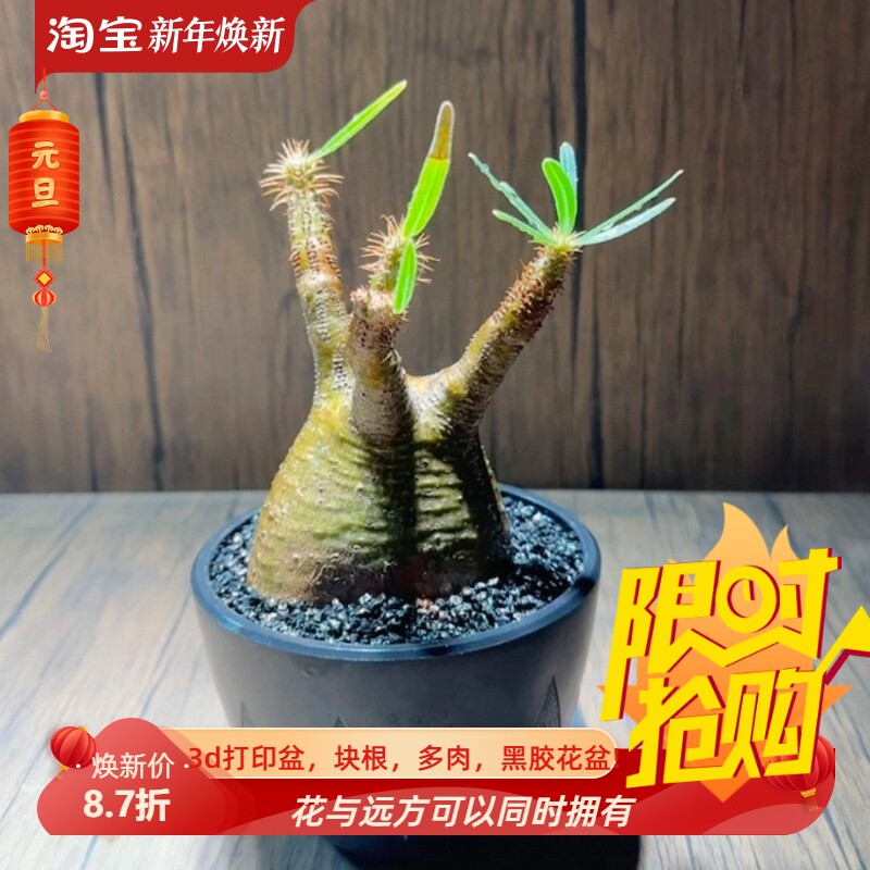 小精品宫6.9CM象芽宫棒棰树属块根绿植桌面一物一拍多肉11/20