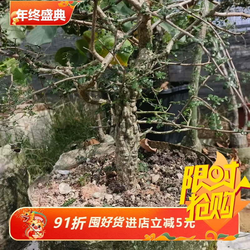 实生满瘤列加漆树块根植物稀有品多肉一物一拍包邮10/30