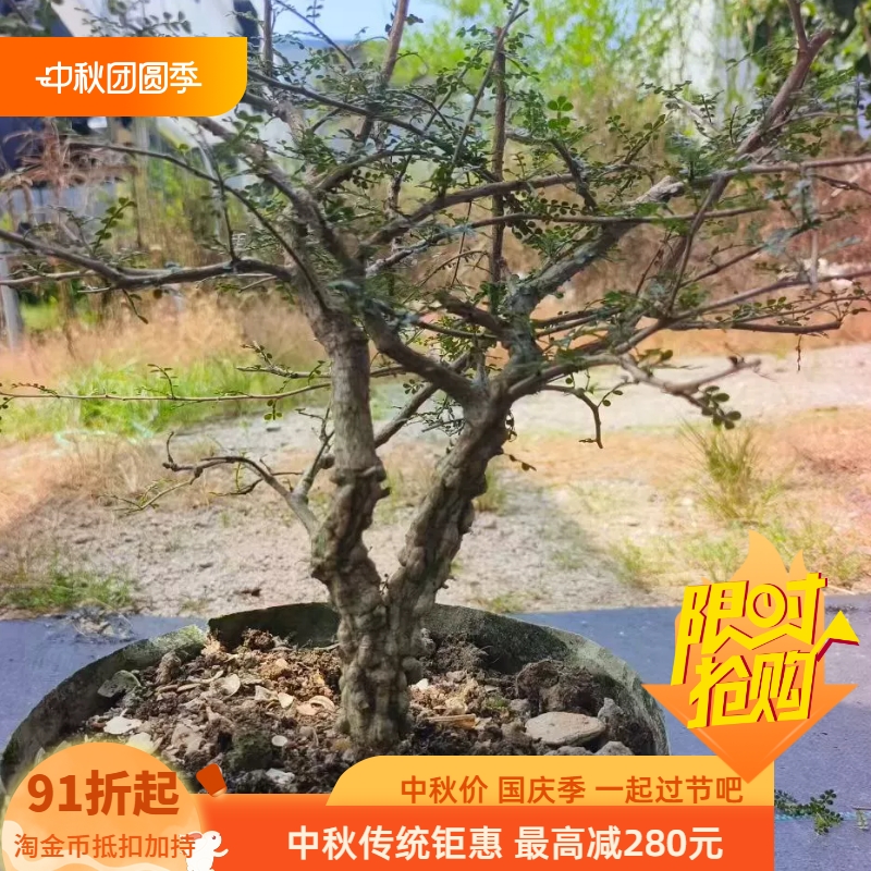 实生爆满瘤列加漆树，堪比象足漆树双头株多肉一物一拍包邮9/16