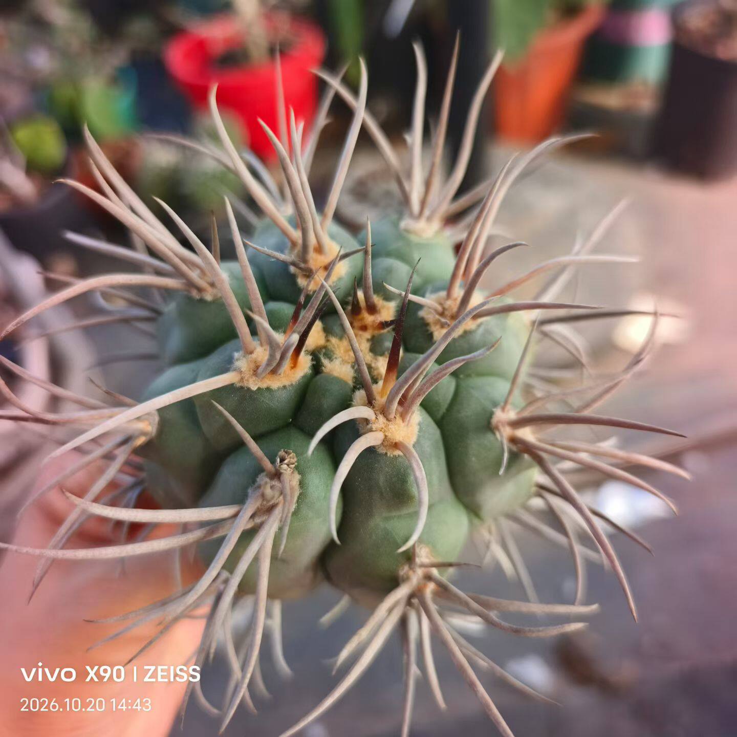 实生火焰刺守金摩天龙仙人球多肉植物潮流懒人一物一拍包邮10/21